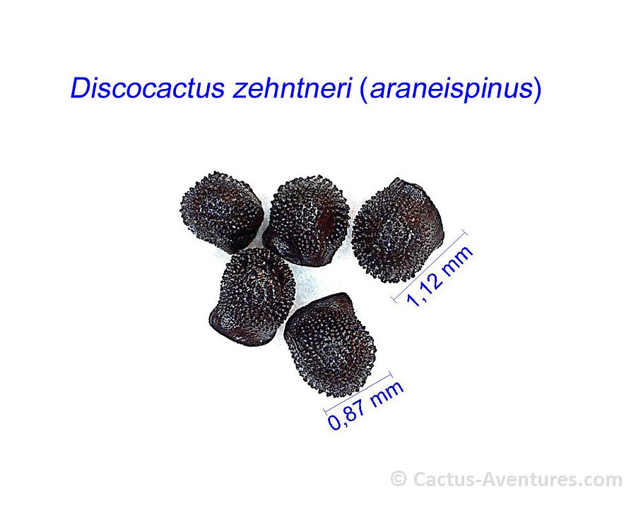 Discocactus zehntneri araneispinus